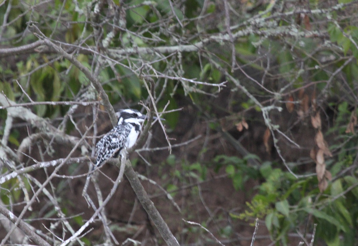 terneisfugl - ML647715640