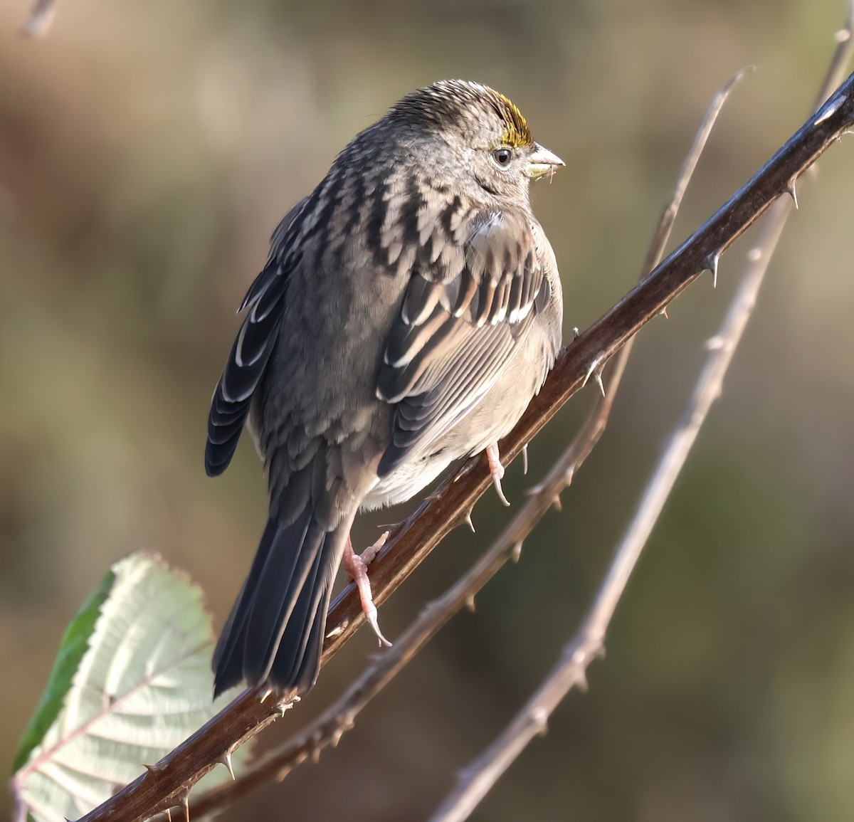 gulkronespurv - ML647715642