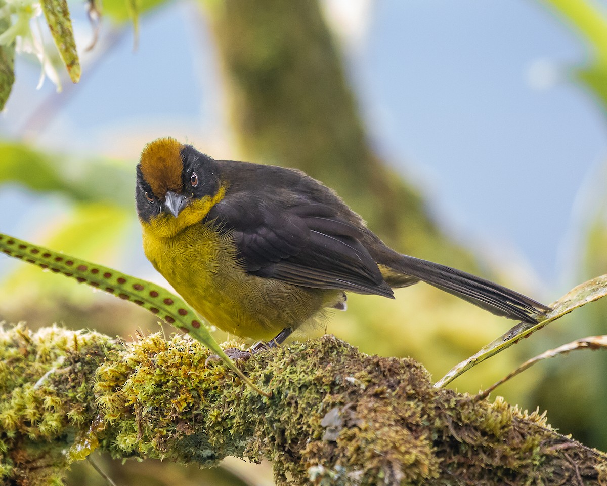 chocokjerrspurv - ML647715643