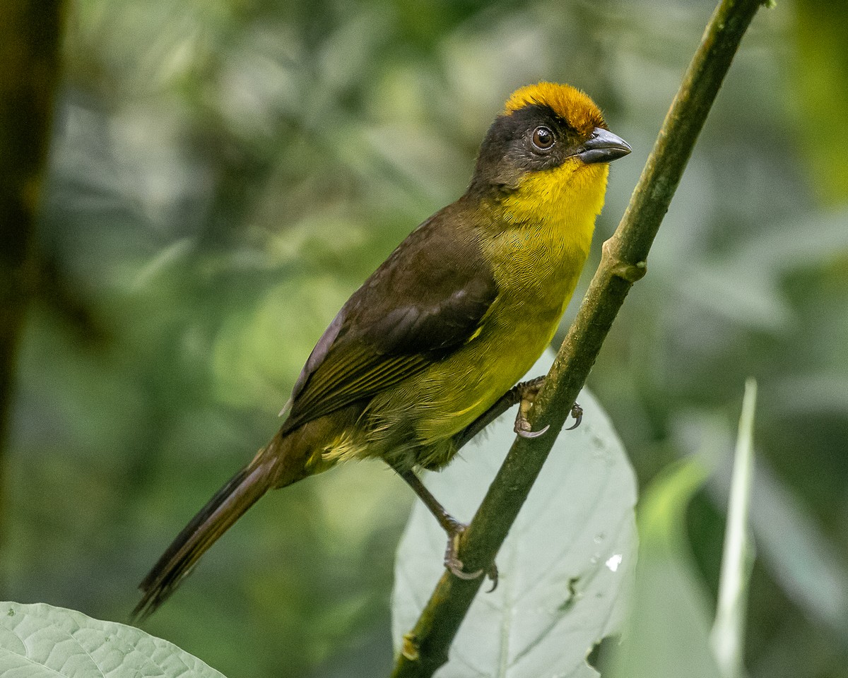 chocokjerrspurv - ML647715644