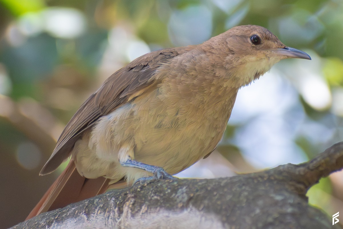 haciendaovnfugl - ML647715645