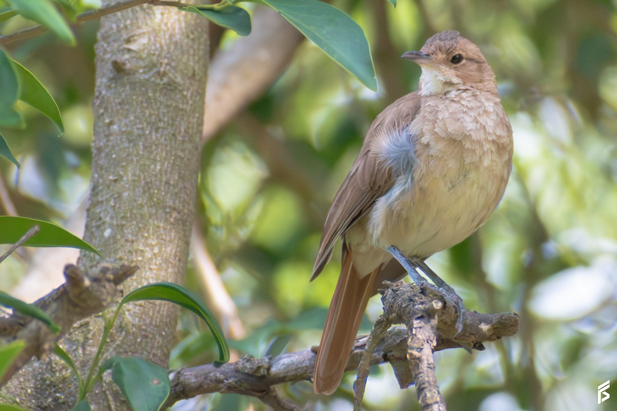 haciendaovnfugl - ML647715646