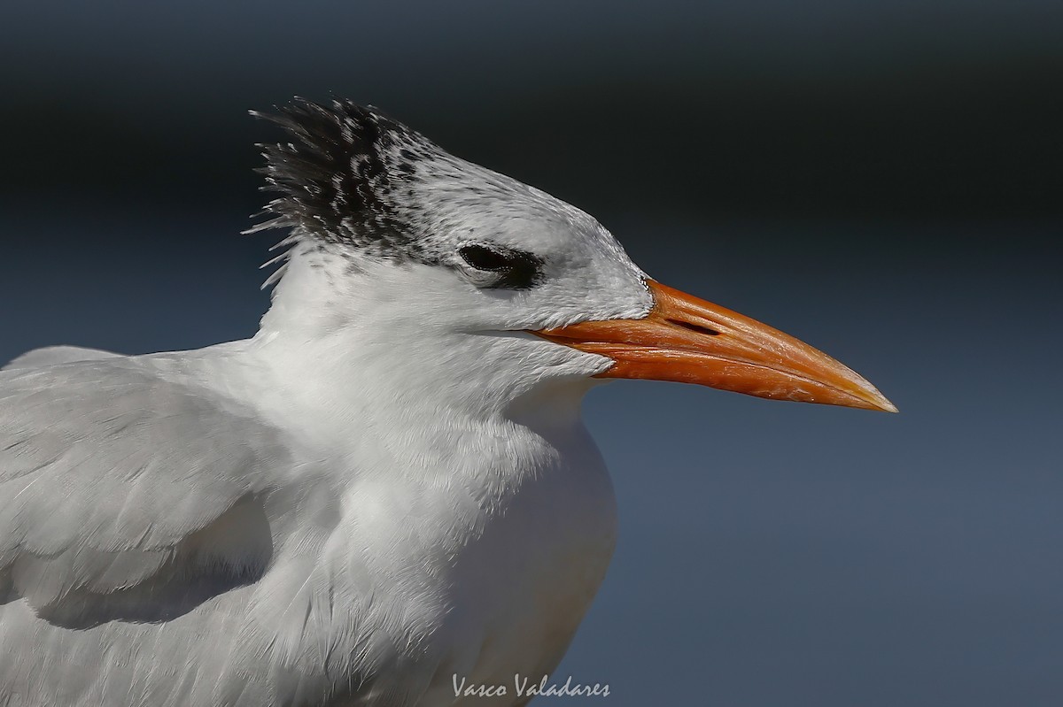 kongeterne - ML647715647