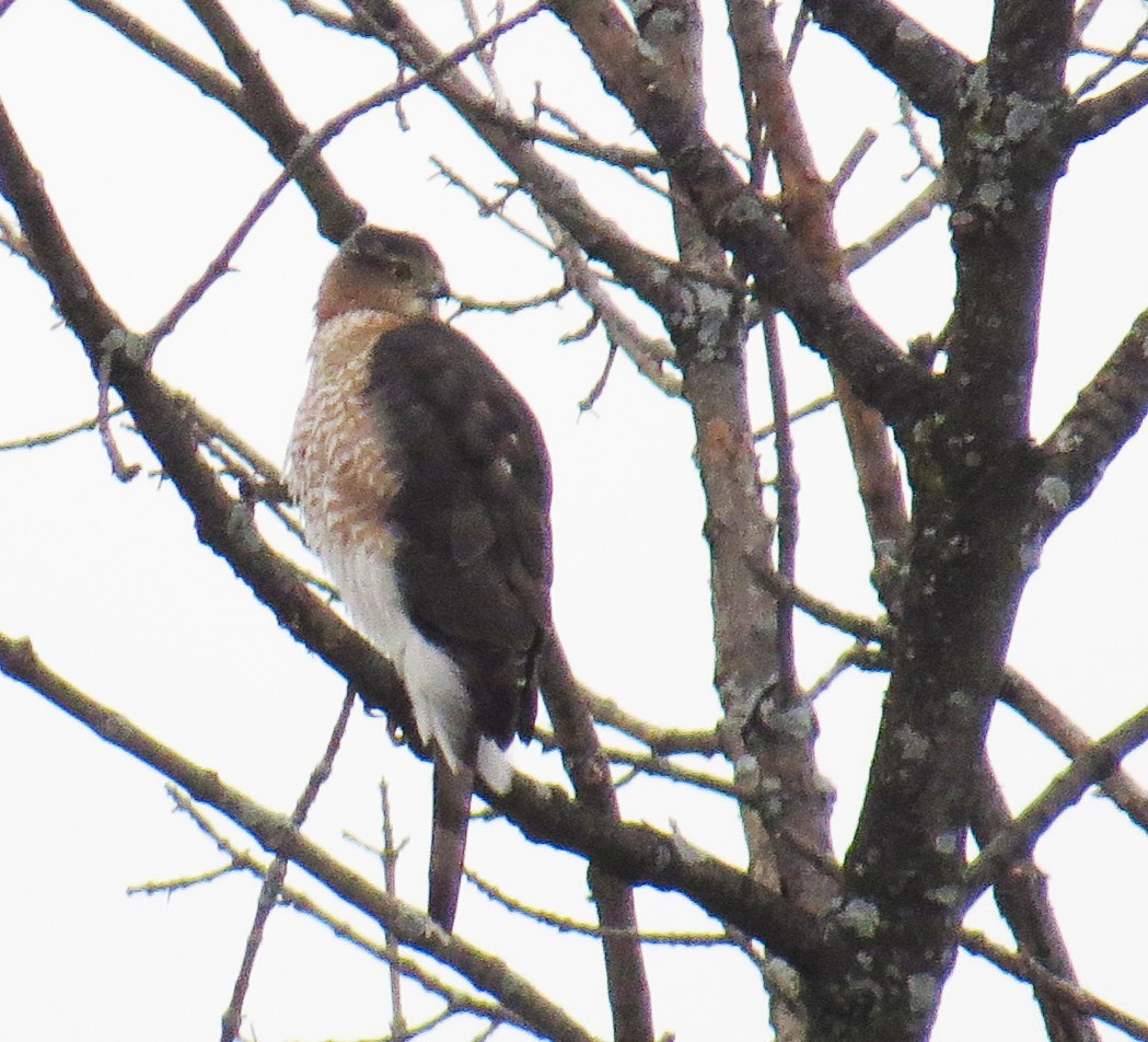 trostehauk - ML647715648