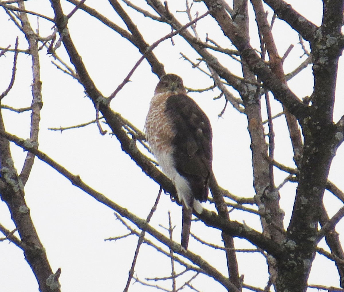 trostehauk - ML647715649