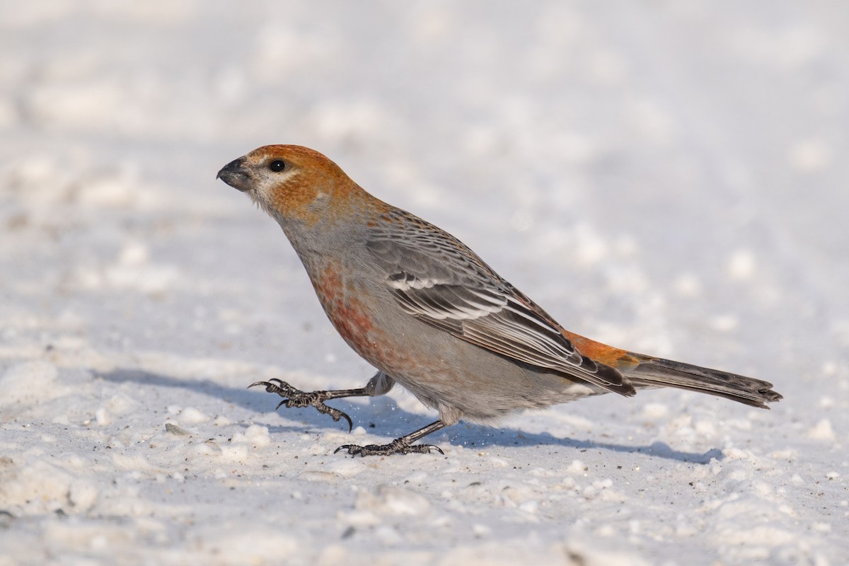 konglebit - ML647715650