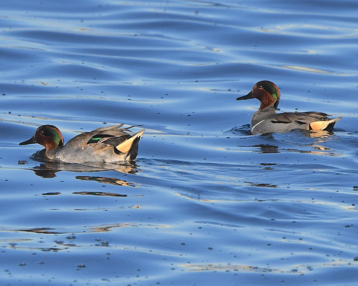 krikkand - ML647715651