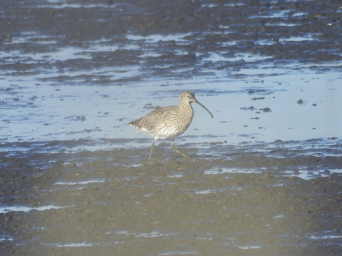 storspove - ML647715652