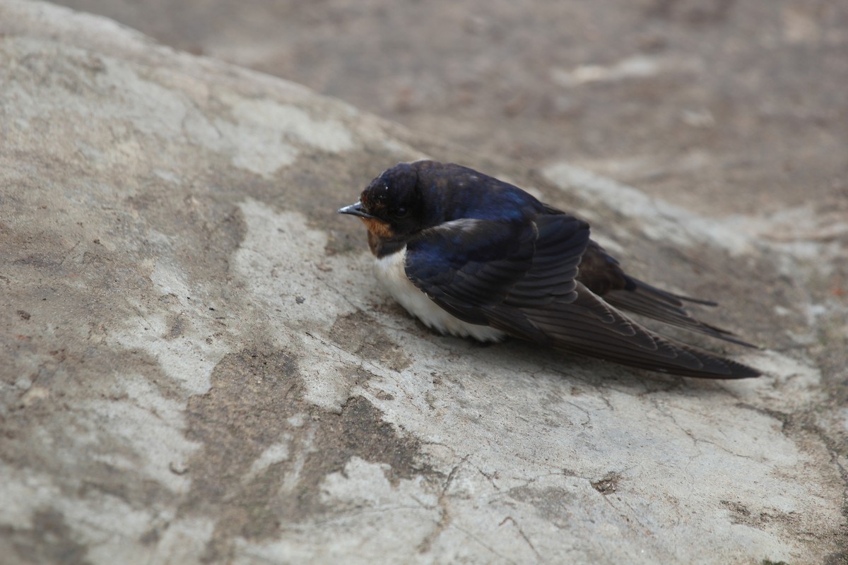 vlaštovka obecná - ML647715680