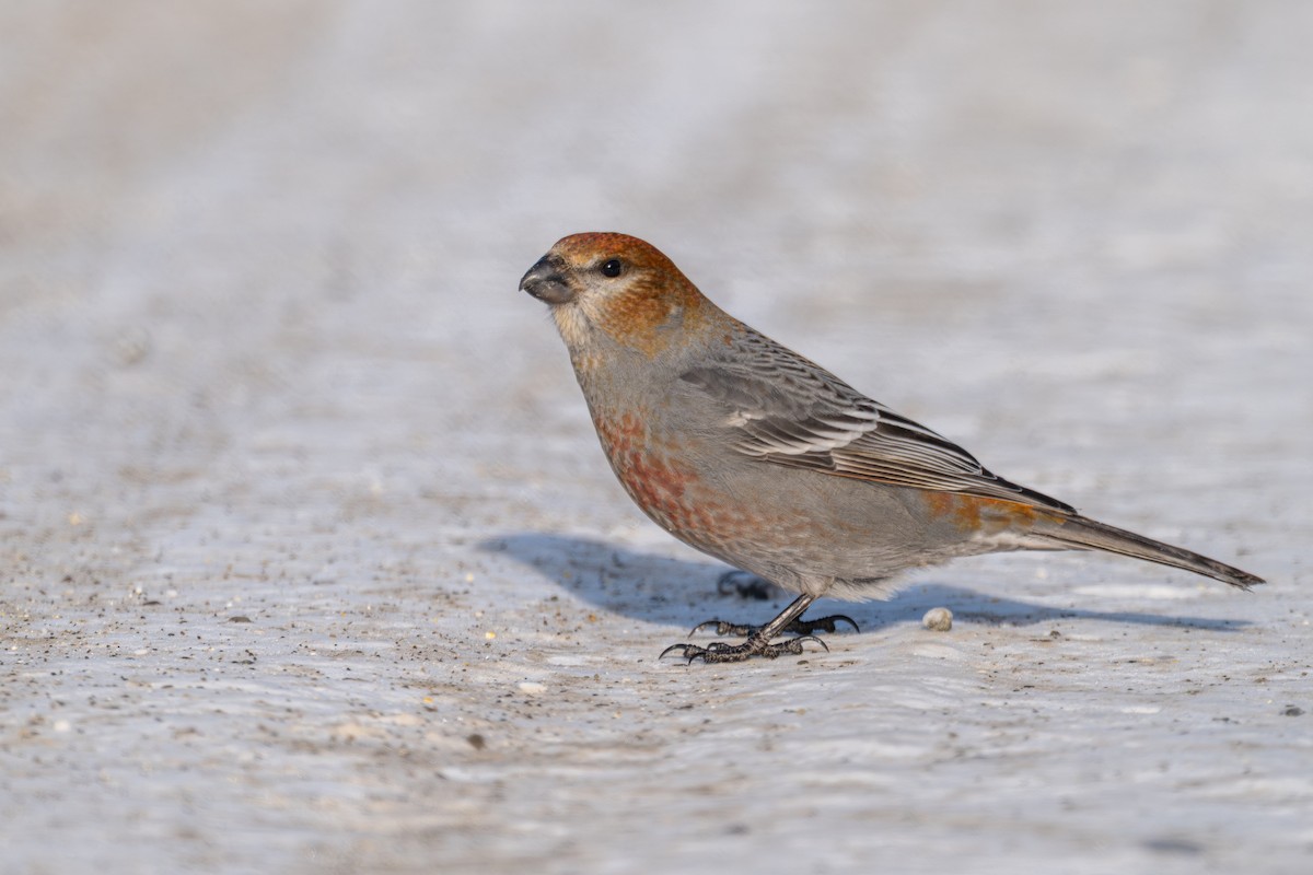 Pinu-gailupa - ML647715682