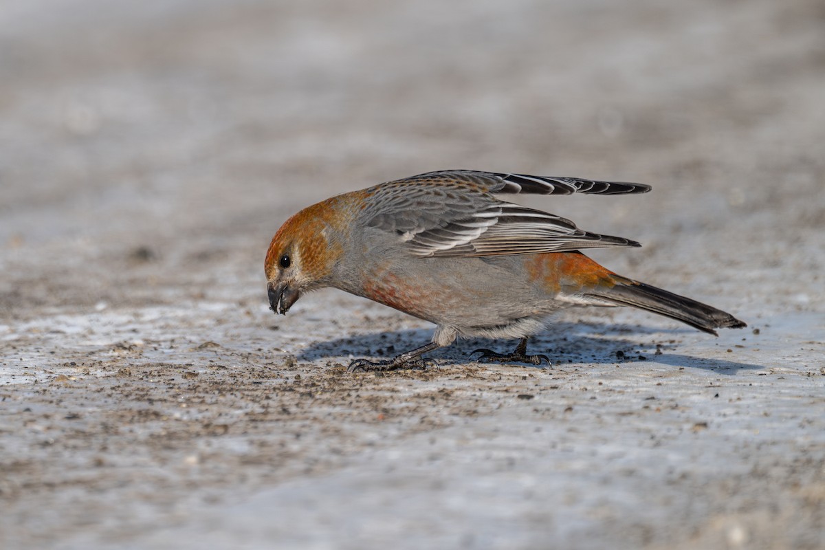 Pinu-gailupa - ML647715683