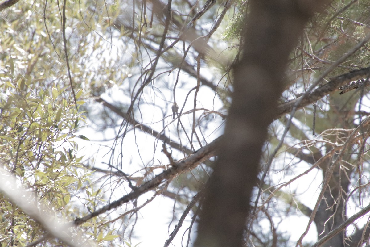 Buff-breasted Flycatcher - ML647715691