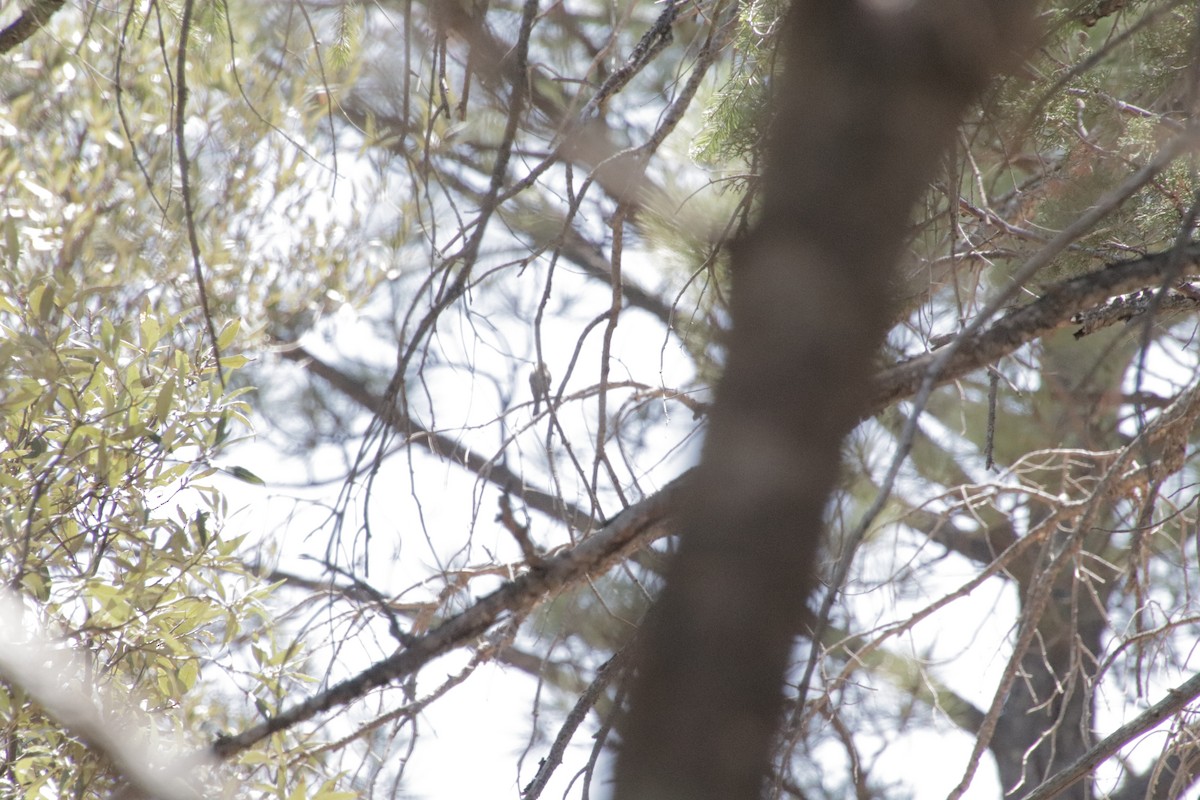 Buff-breasted Flycatcher - ML647715692