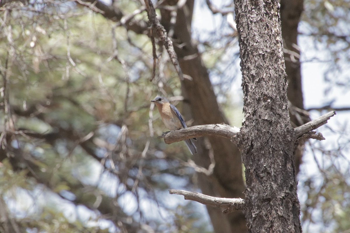 salašník modrý [skupina guatemalae] - ML647715699