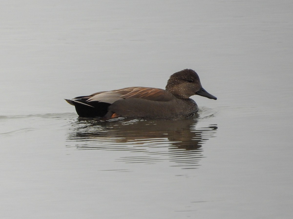 Boz Ördek - ML647715703