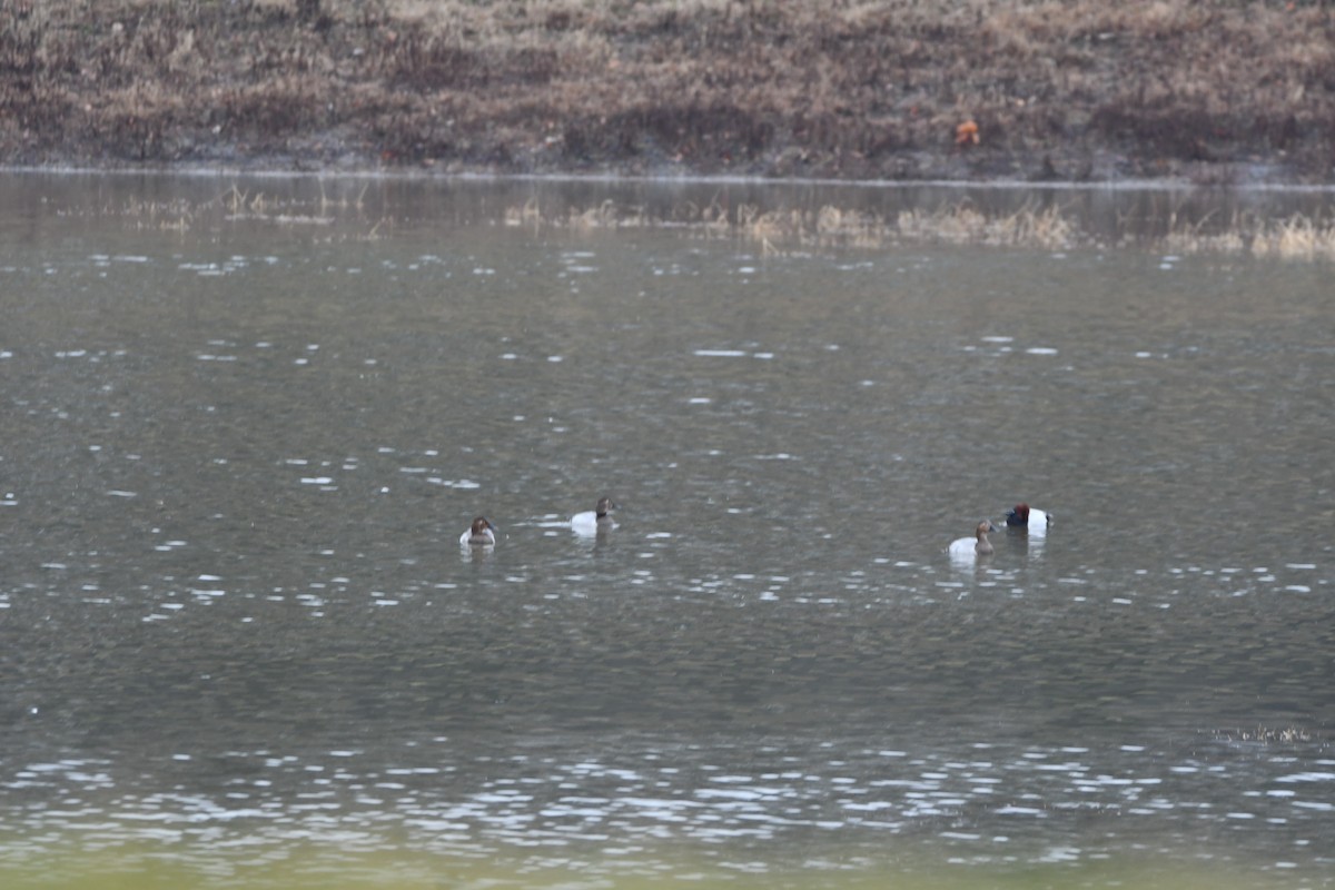 Fuligule à dos blanc - ML647715726