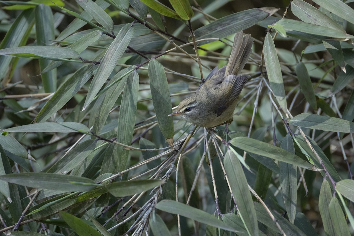 Aberrant Bush Warbler - ML647715791