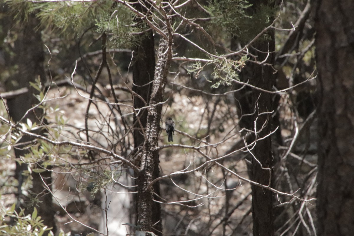 Painted Redstart - ML647715801