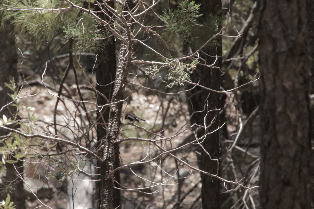 Painted Redstart - ML647715802