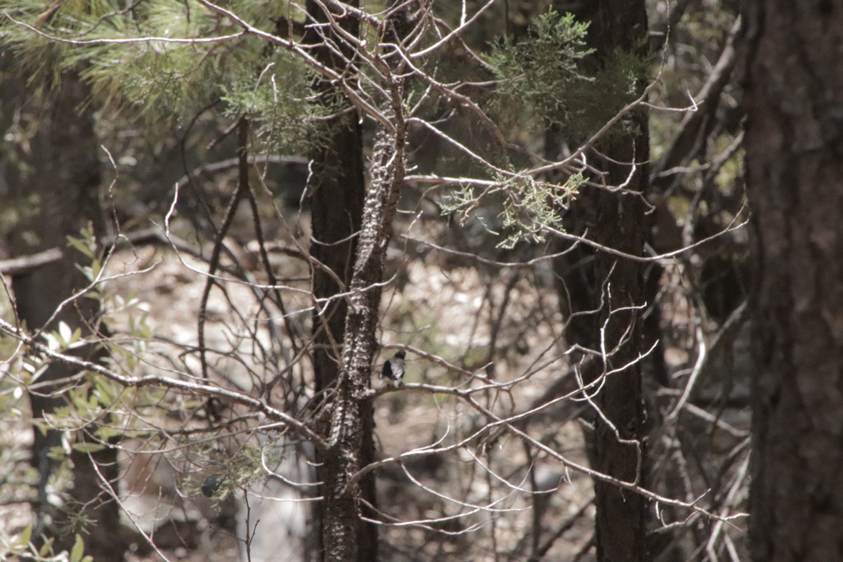 Painted Redstart - ML647715803