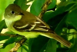 Желтобрюхий мухолов - ML647715852