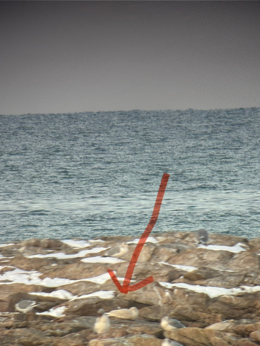 Glaucous Gull - ML647715874