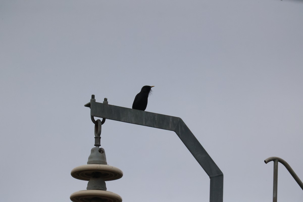 Étourneau unicolore - ML647715892