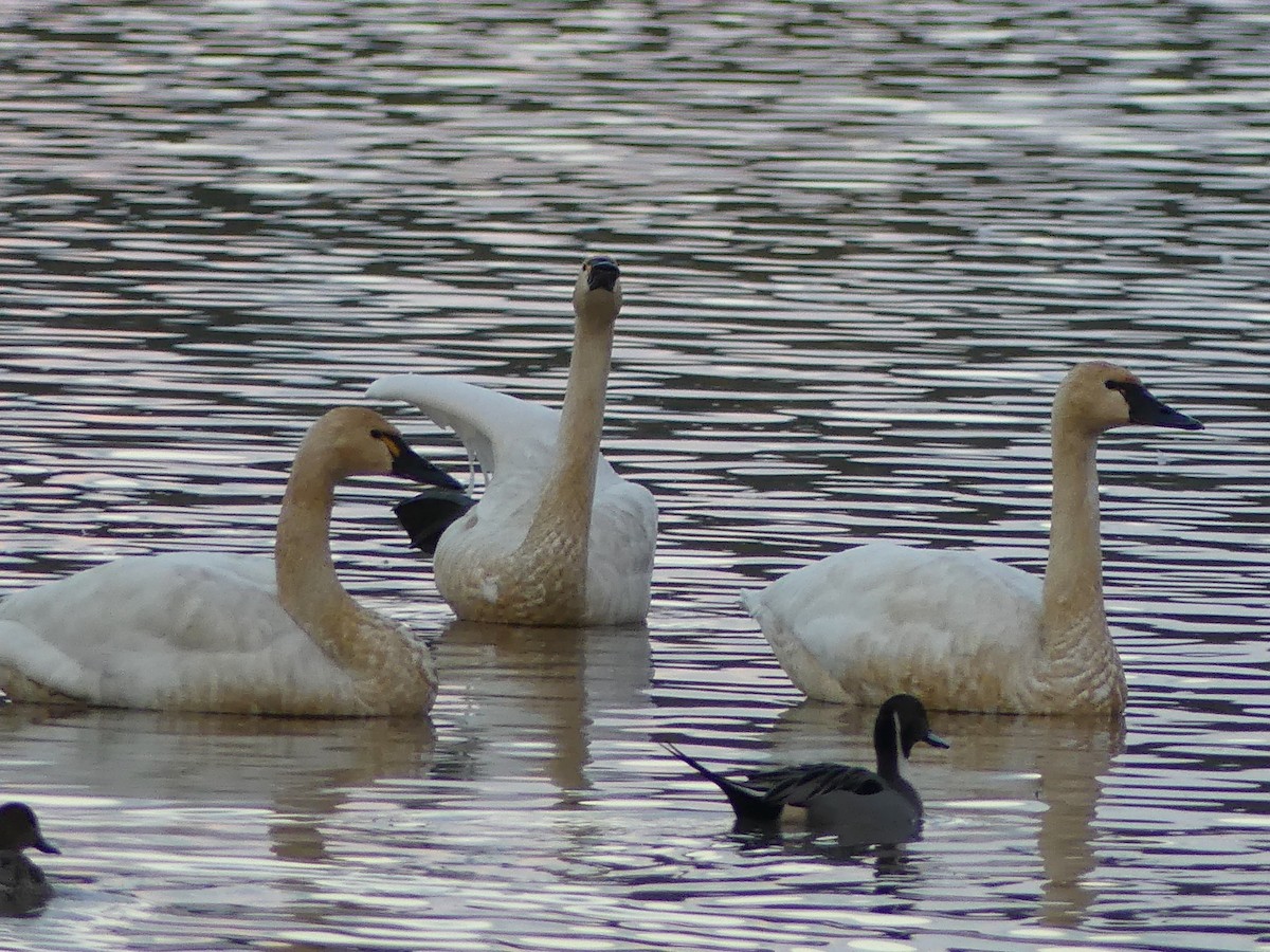 Tundra Swan - ML647715902