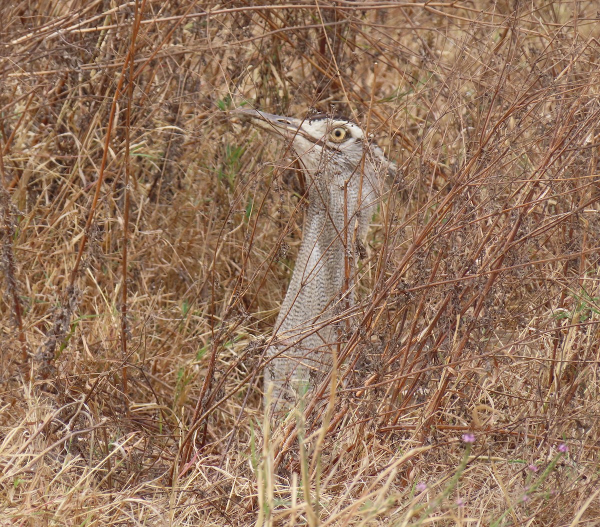 Kori Toyu - ML647715904