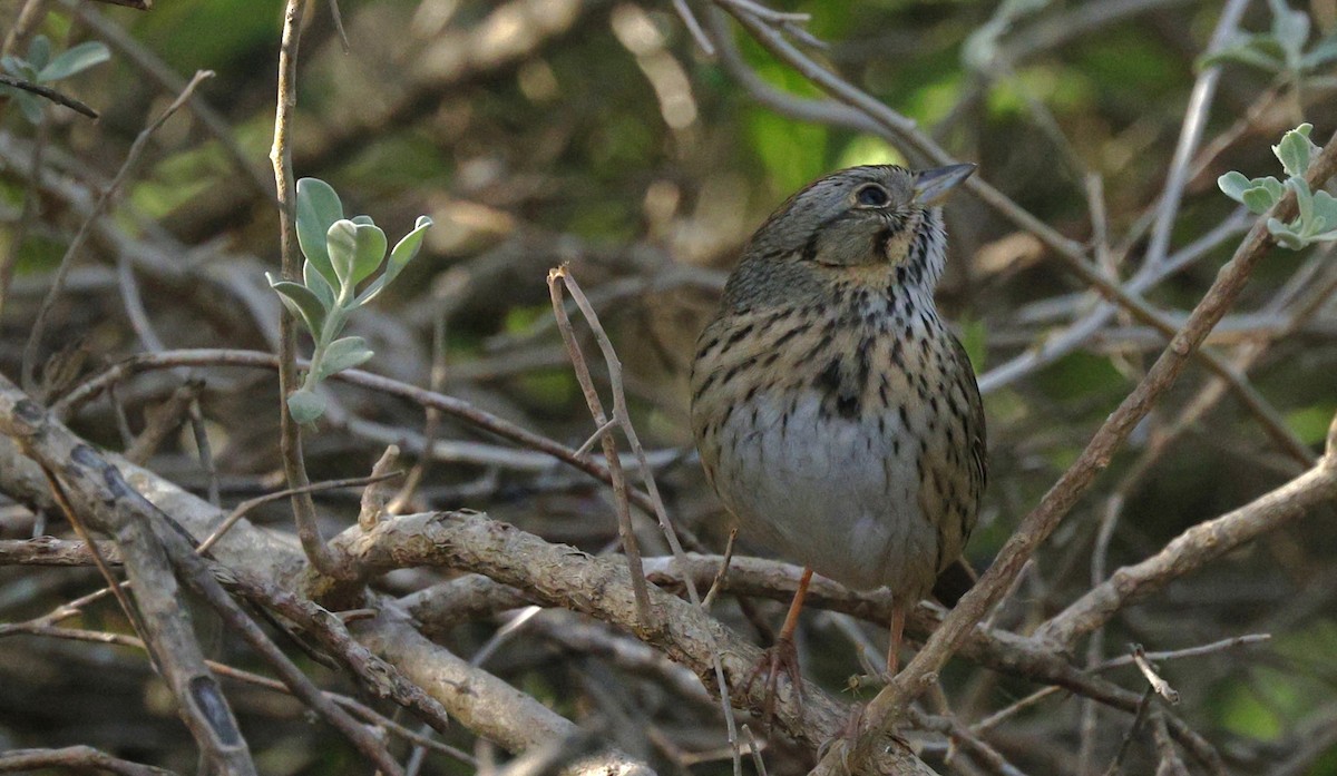 Lincoln's Sparrow - ML647715958