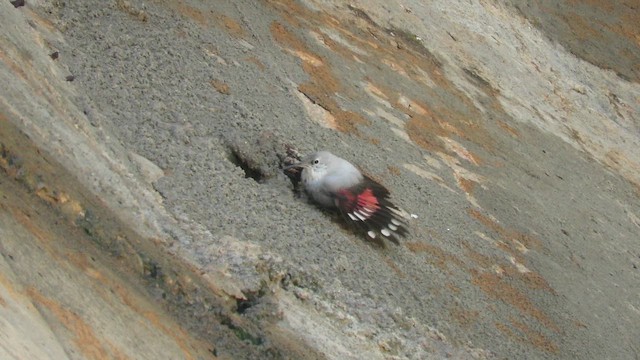 כתלי - ML647716008