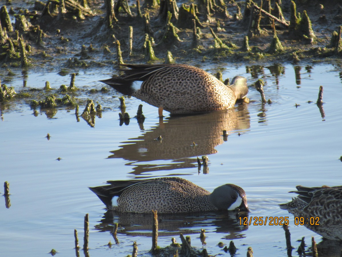 čírka modrokřídlá - ML647716017