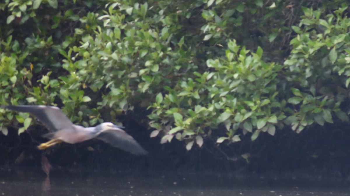 White-faced Heron - ML647716020