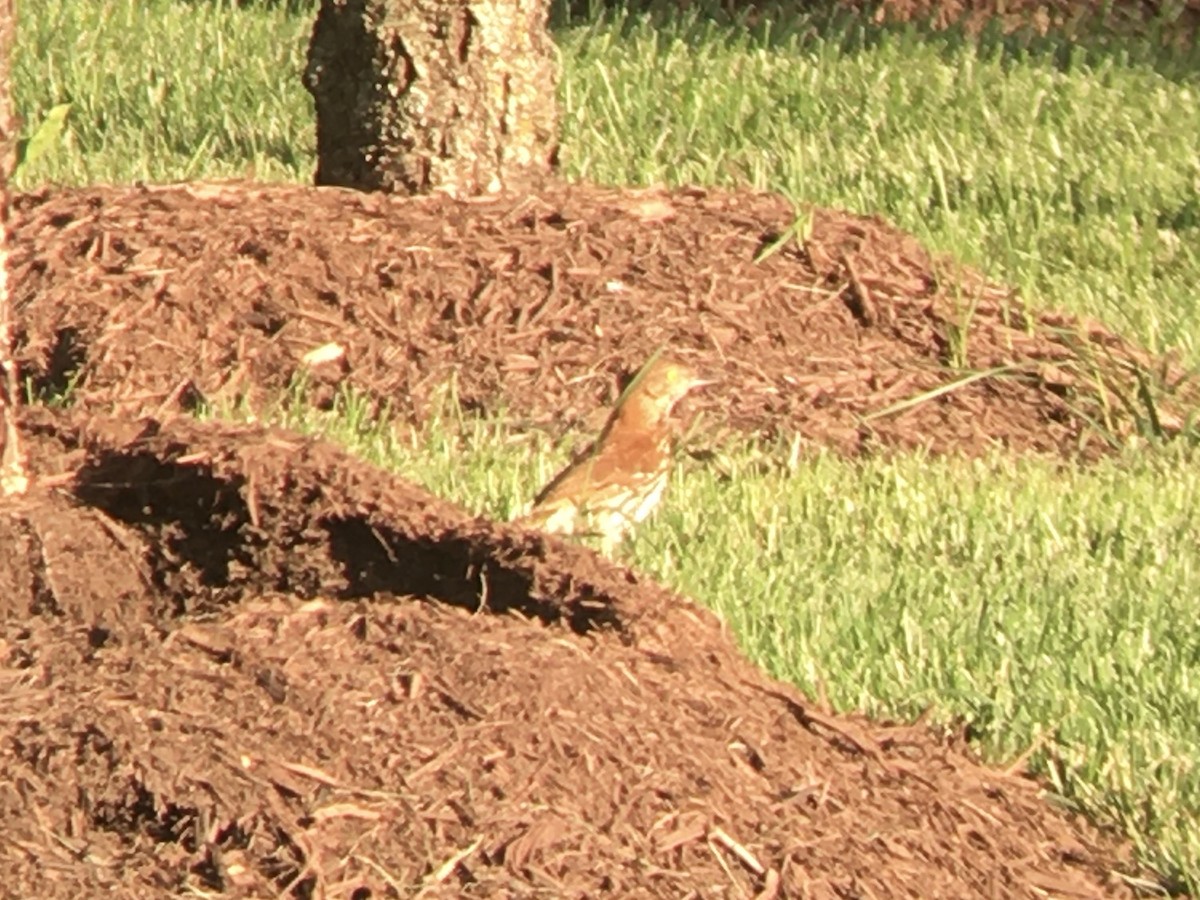 Brown Thrasher - ML647716054