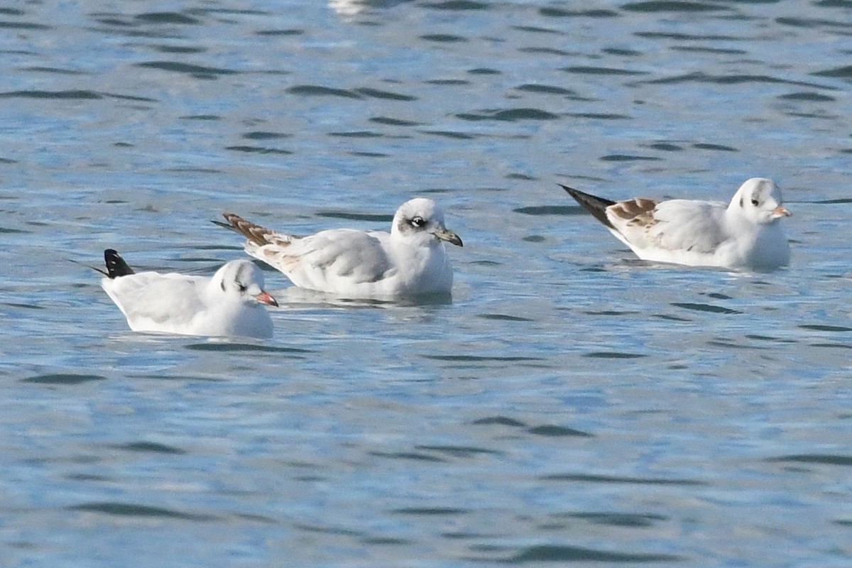 Mediterranean Gull - ML647716055