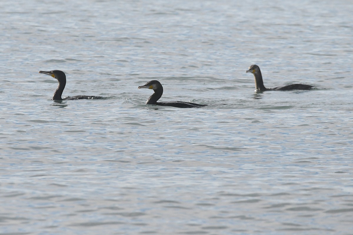 kormorán velký - ML647716068