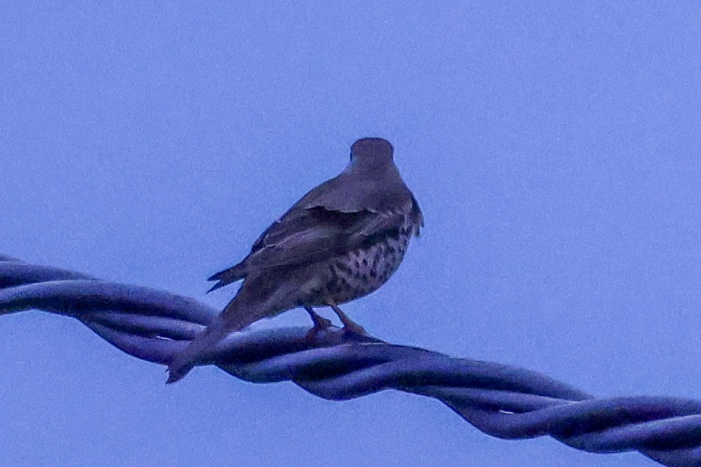 drozd brávník - ML647716105