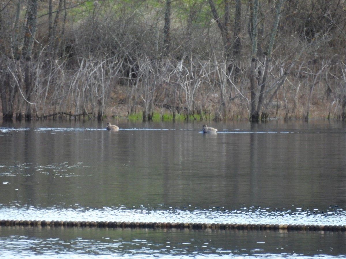 Boz Ördek - ML647716118