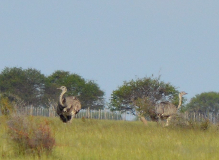 Ñandu nagusia - ML647716148