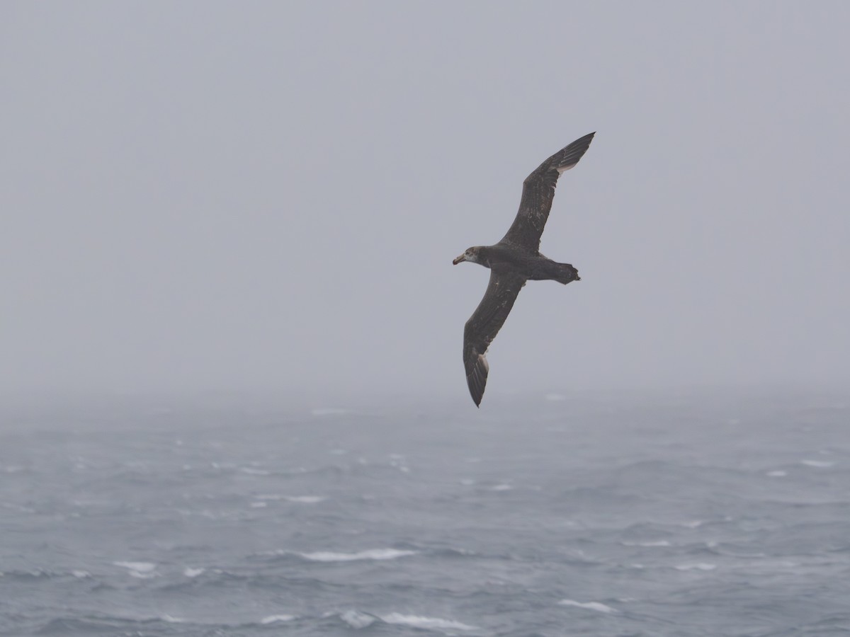 Kuzey Dev Fırtınakuşu - ML647716188