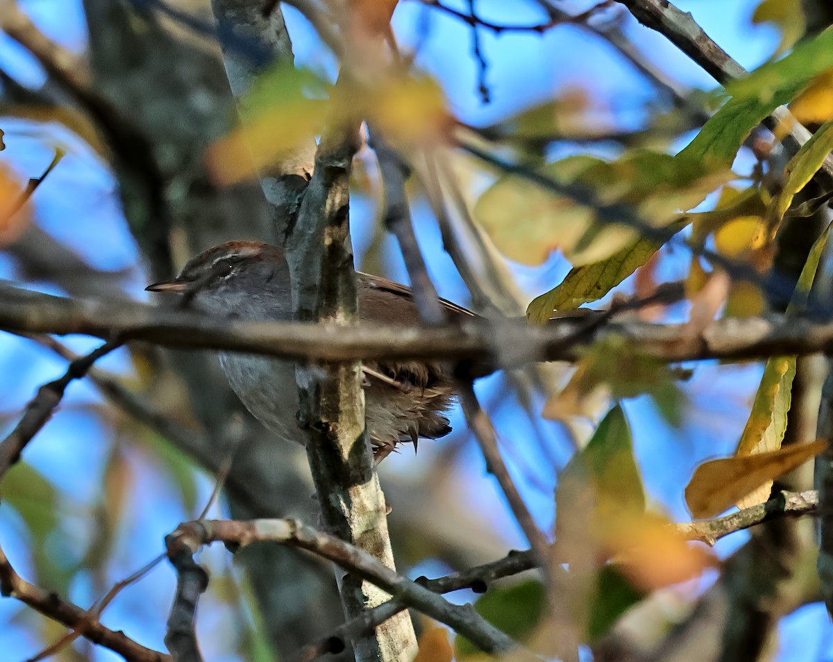 Cetti's Warbler - ML647716222