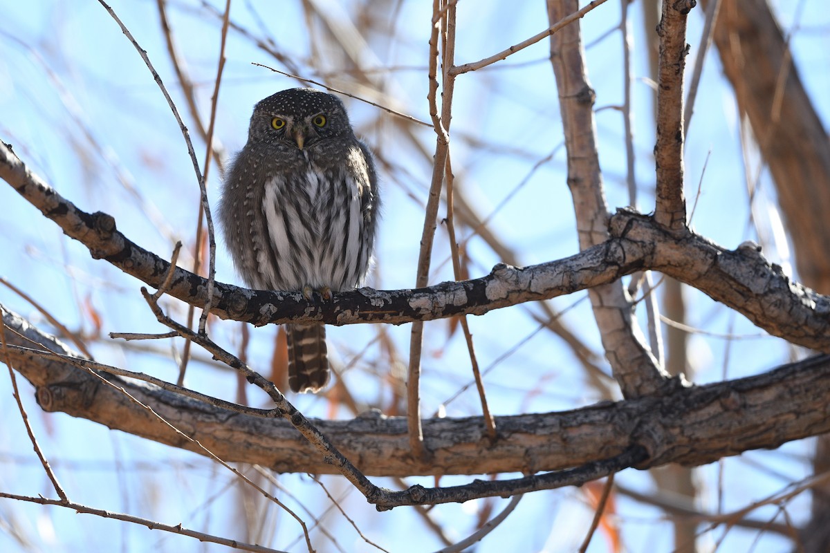 Northern Pygmy-Owl - ML647716228