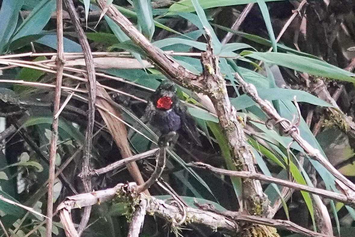 Little Sunangel - ML647716263