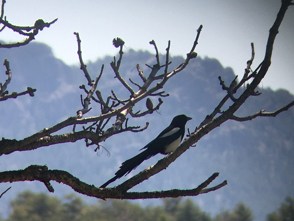 Сорока канадська - ML647716297