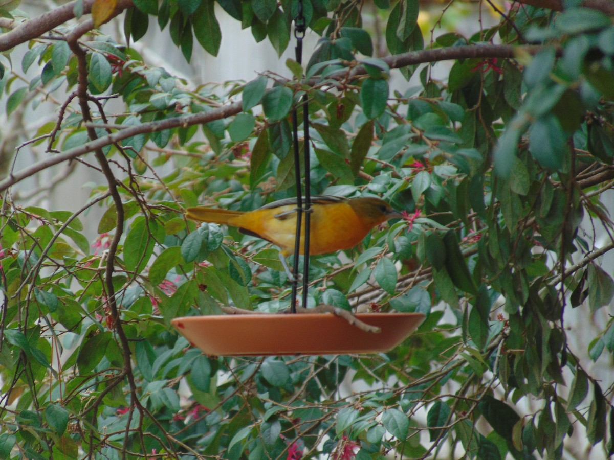 Балтиморский трупиал - ML647716312