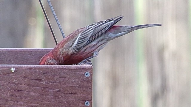 House Finch - ML647716327