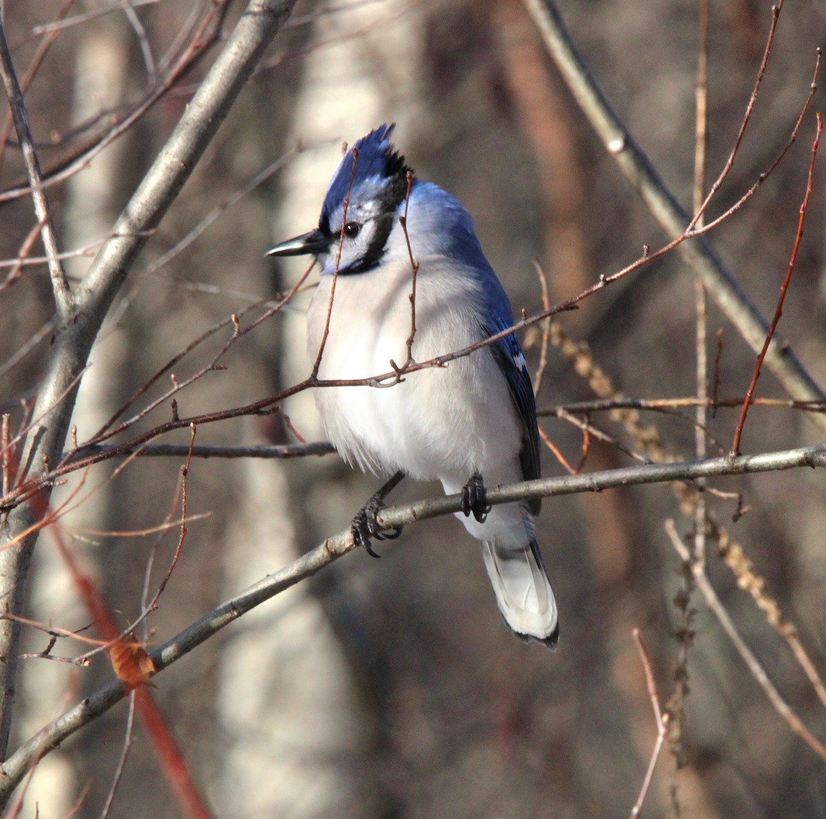 Blue Jay - ML647716339