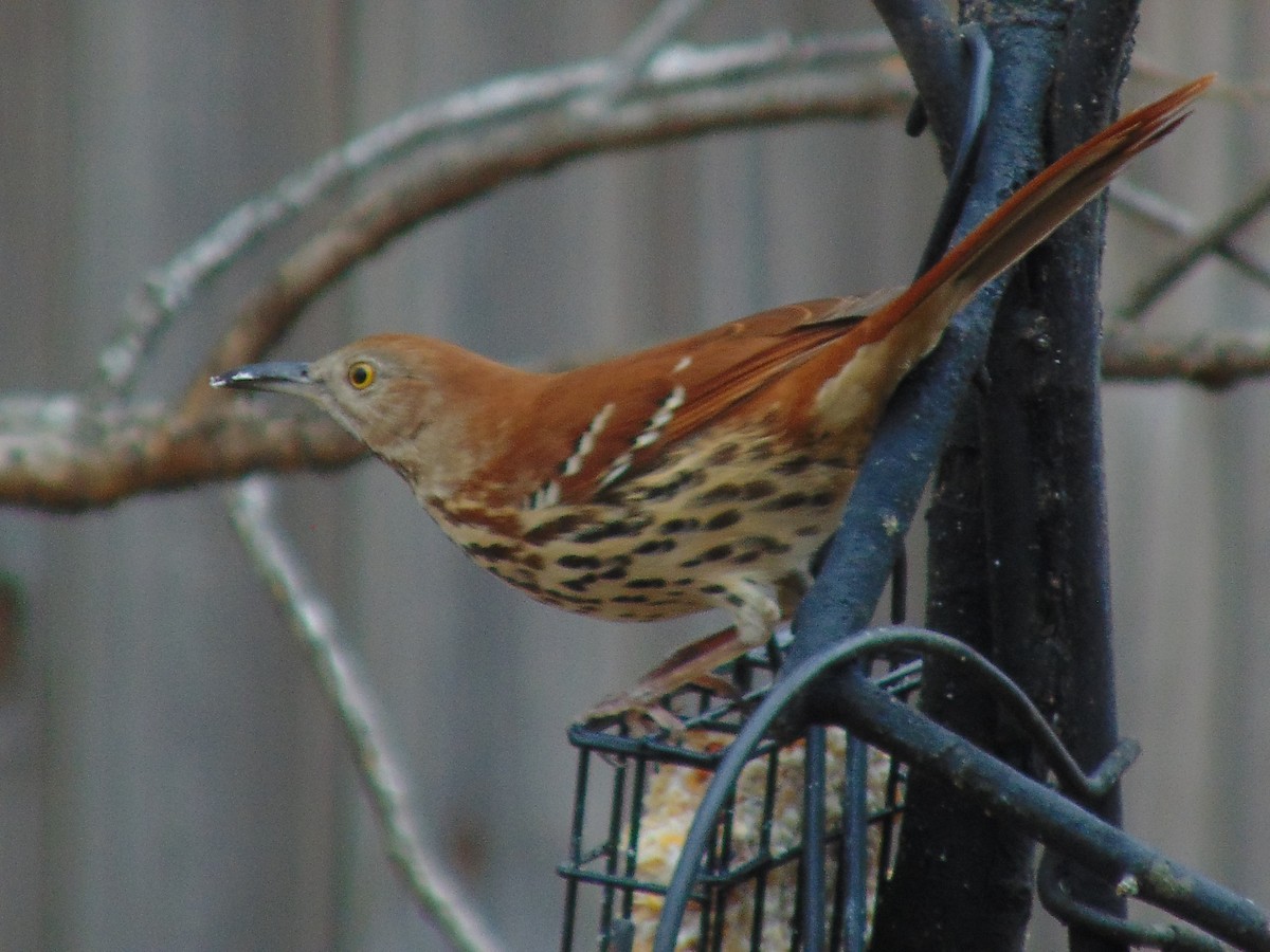 Brown Thrasher - ML647716343