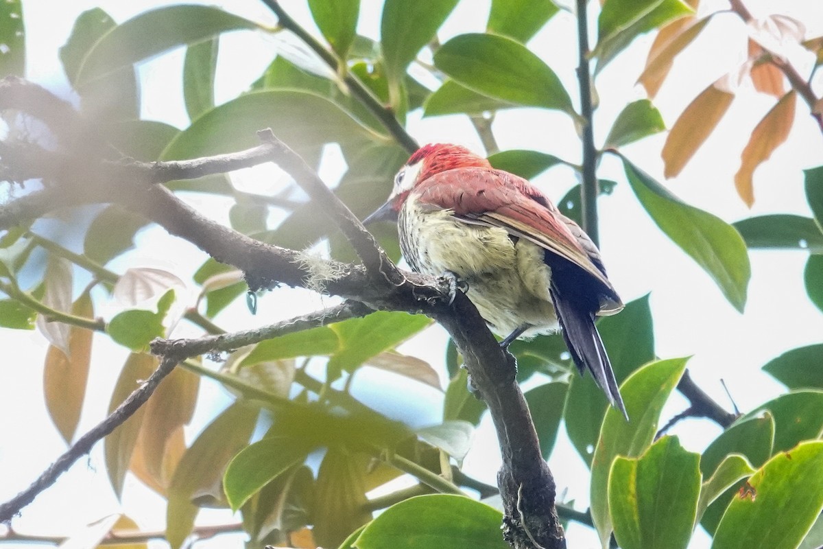 Crimson-mantled Woodpecker (Crimson-mantled) - ML647716348