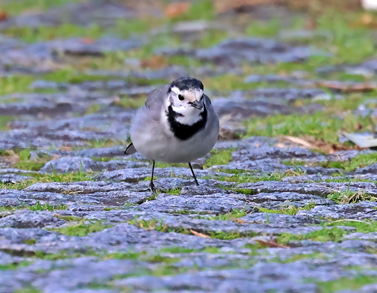 נחליאלי לבן - ML647716349